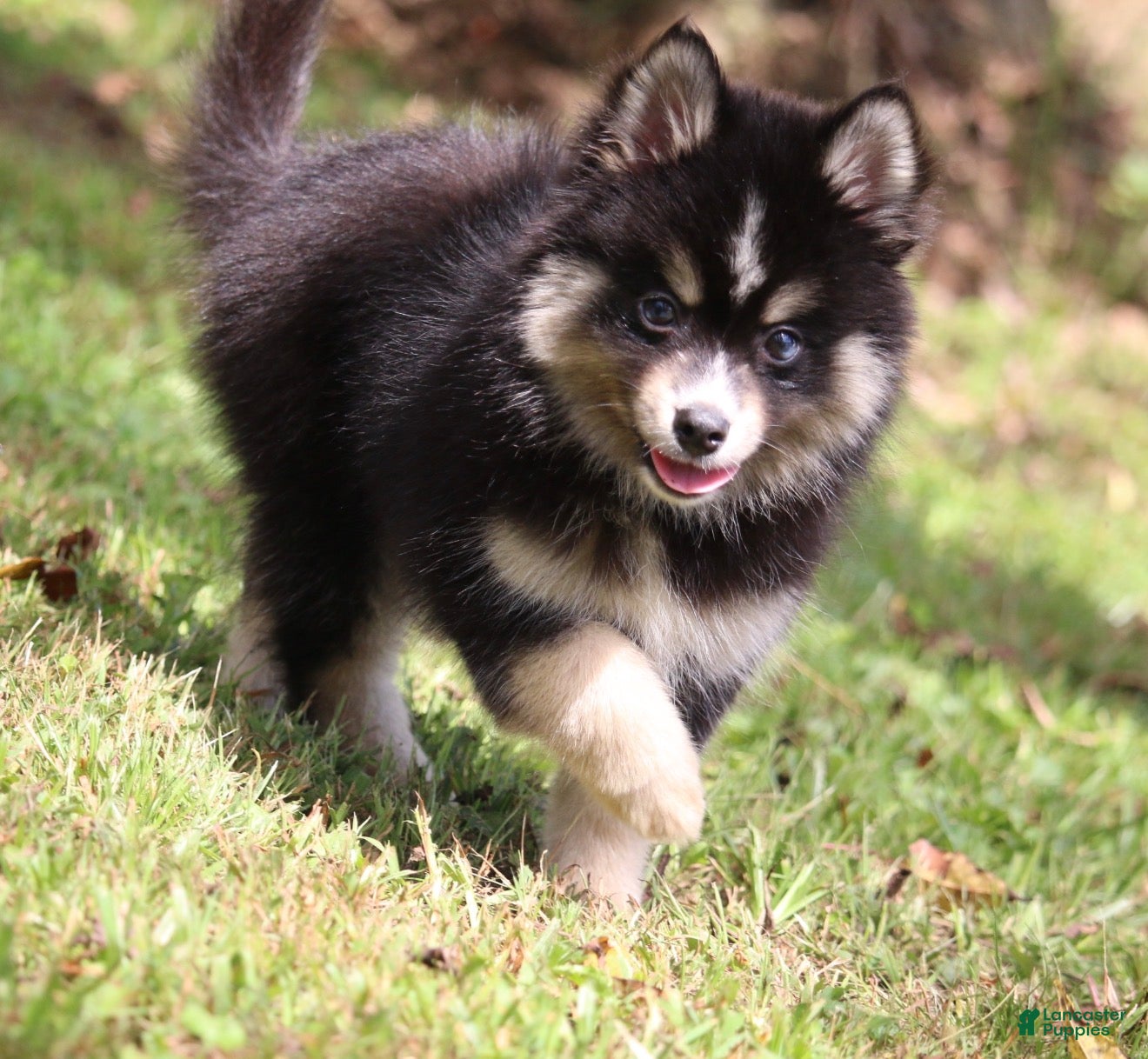 Pomsky dogs Thunder - Ad 2