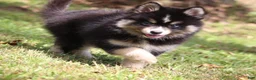 Pomsky dogs for sale: Thunder - Ad 2