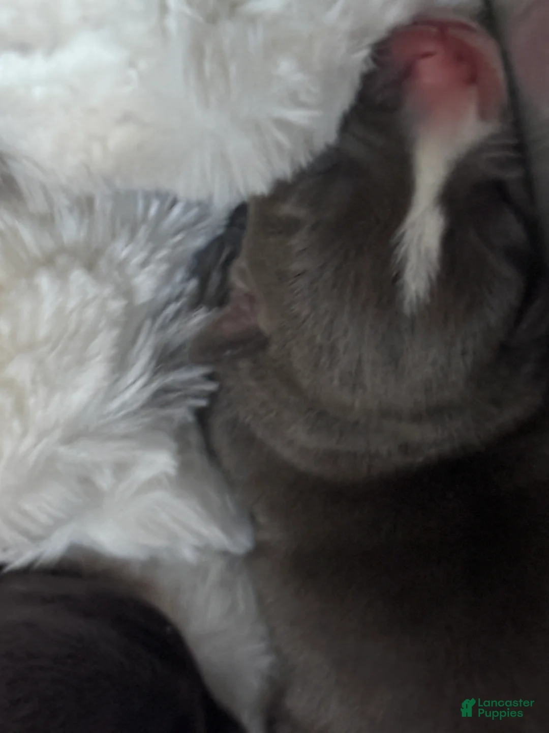 American Bully dogs for sale: American Bully Puppy 7 - Ad 4