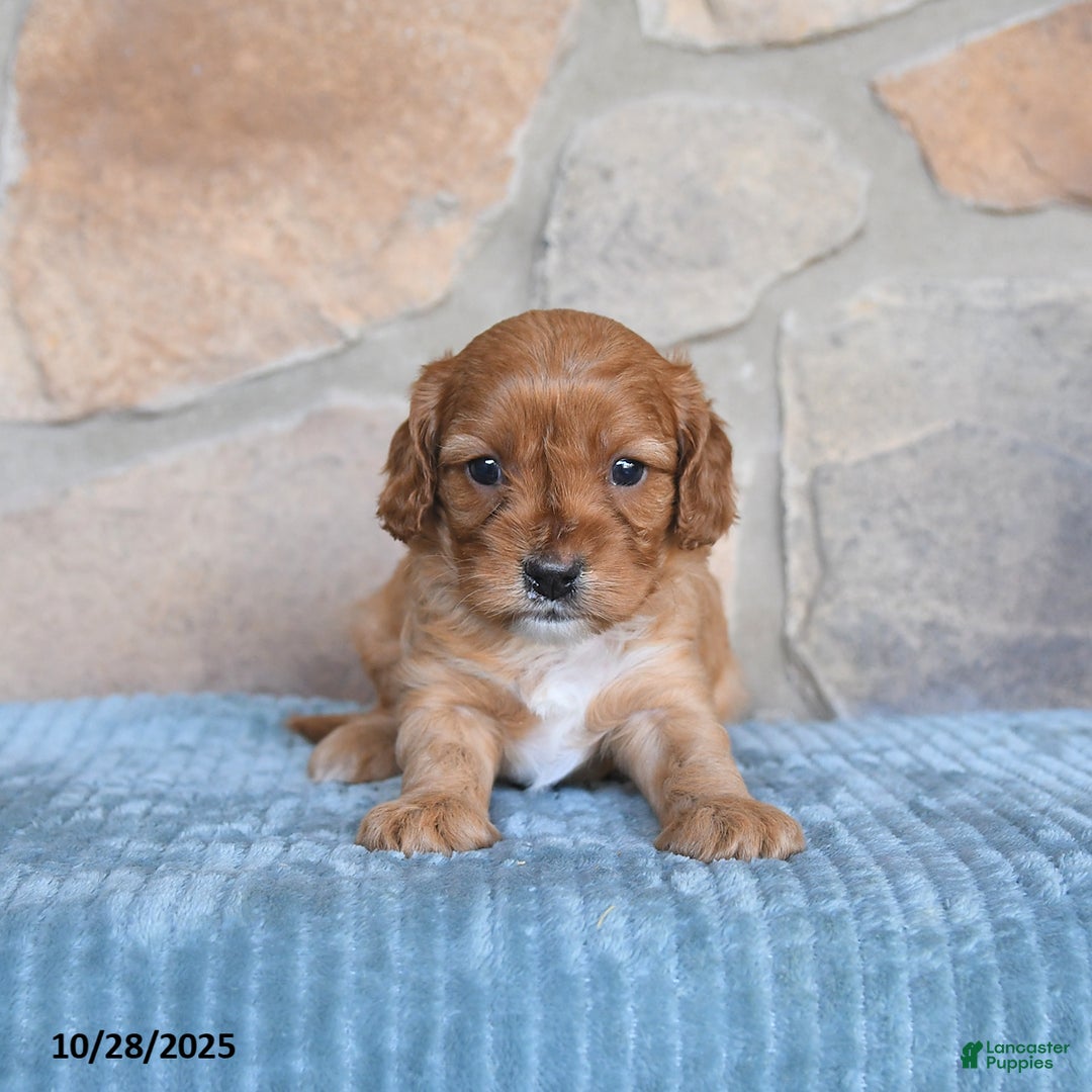 Cavapoo dogs for sale: Franklin - Ad 9