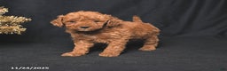 Toy Poodle dogs for sale: Bingo - Ad 4