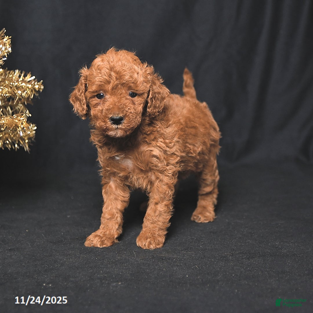 Toy Poodle dogs for sale: Bingo - Ad 4
