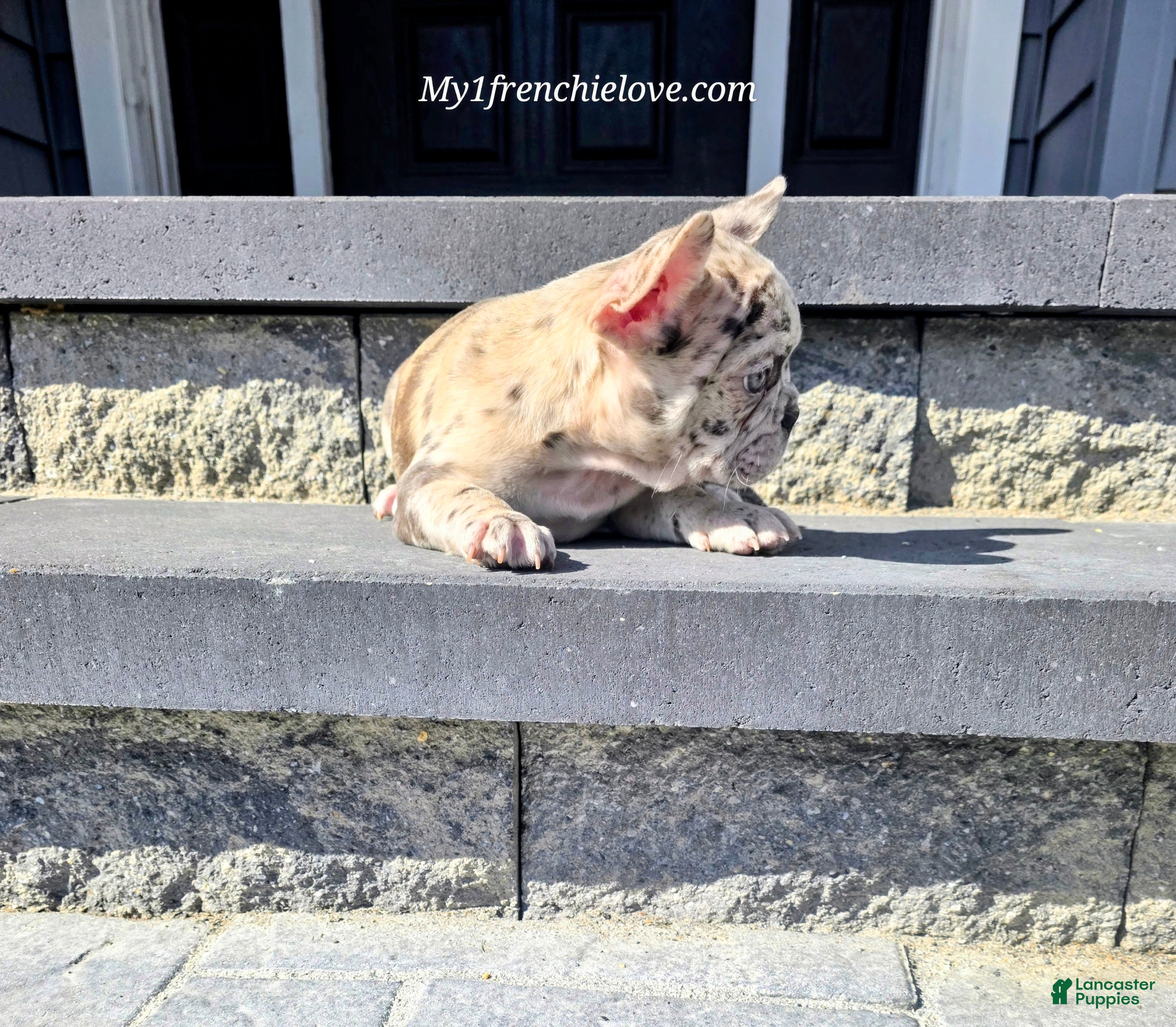 French Bulldog dogs Cirrus - Ad 1