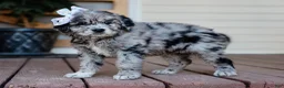 Mixed Breed dogs for sale: Calli Golden Retriever/Jug Puppy - Ad 5