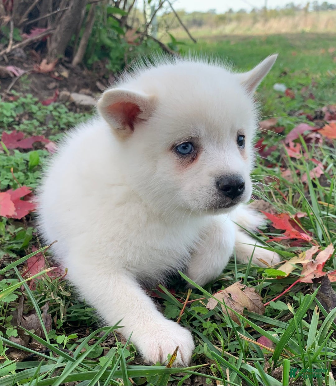Alaskan Klee Kai dogs for sale: Sweet Trevor - Ad 9