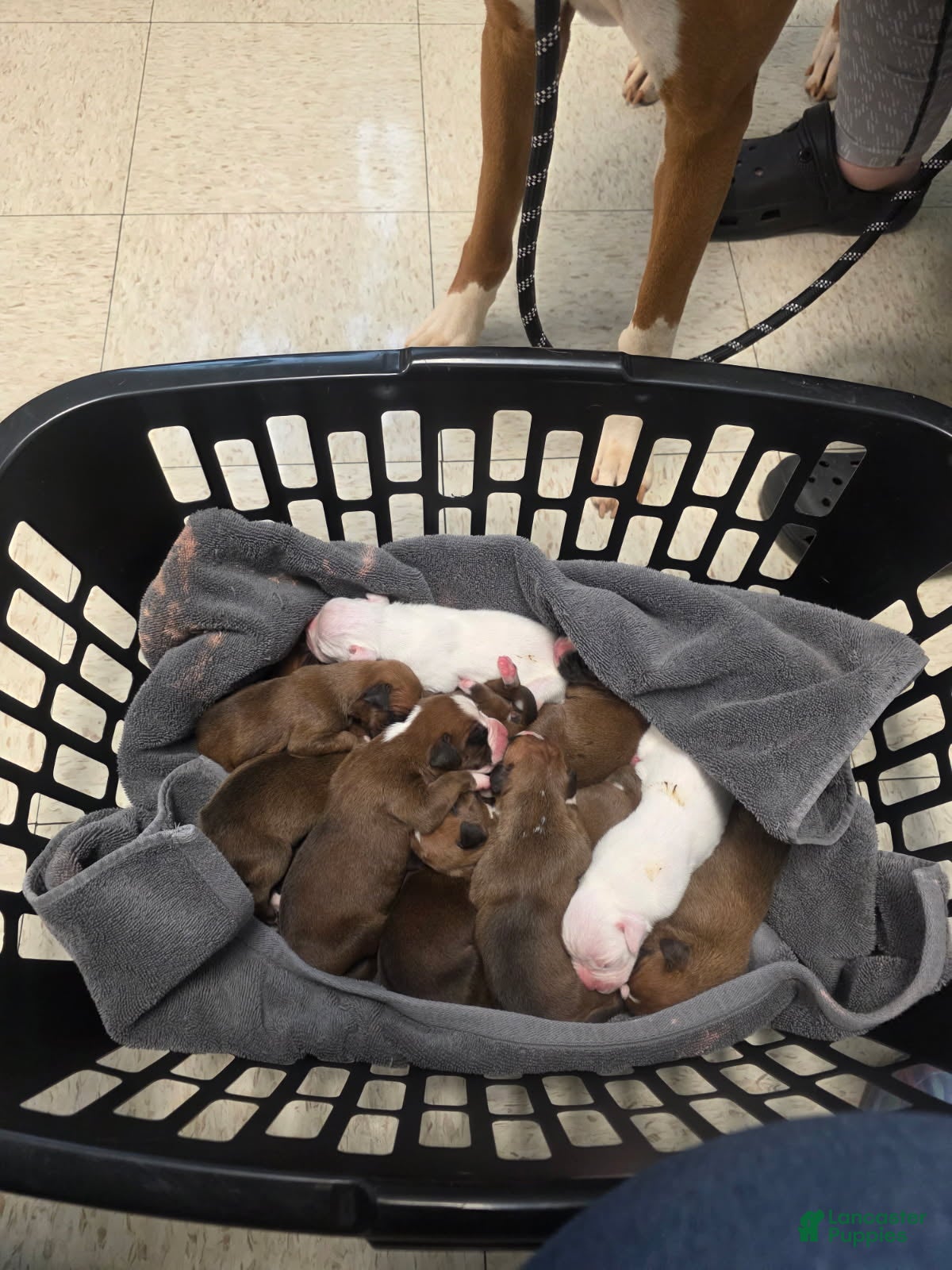 Boxer dogs Pink Female  - Ad 8