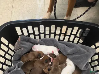 Boxer dogs Pink Female - Ad 11