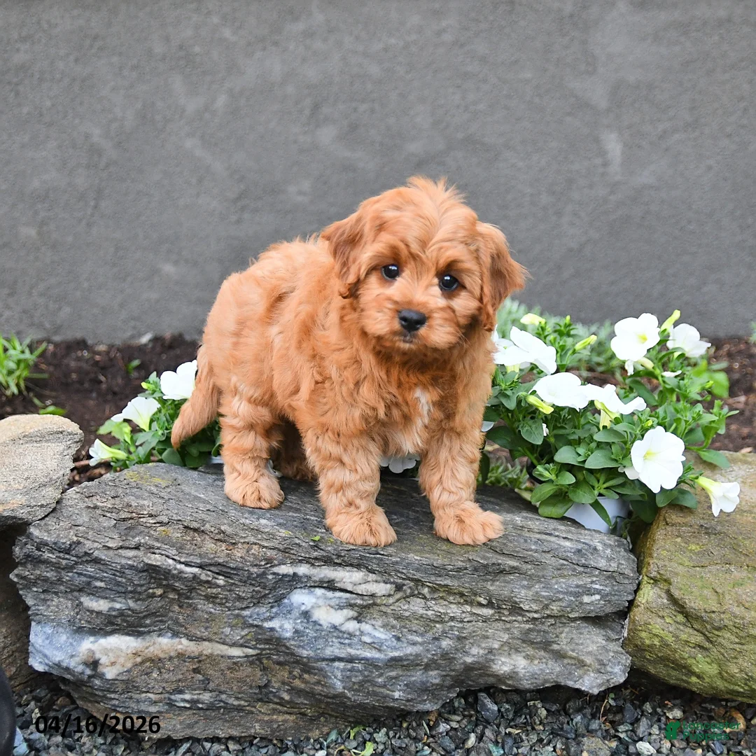 Cavapoo dogs for sale: Eddie - Ad 1