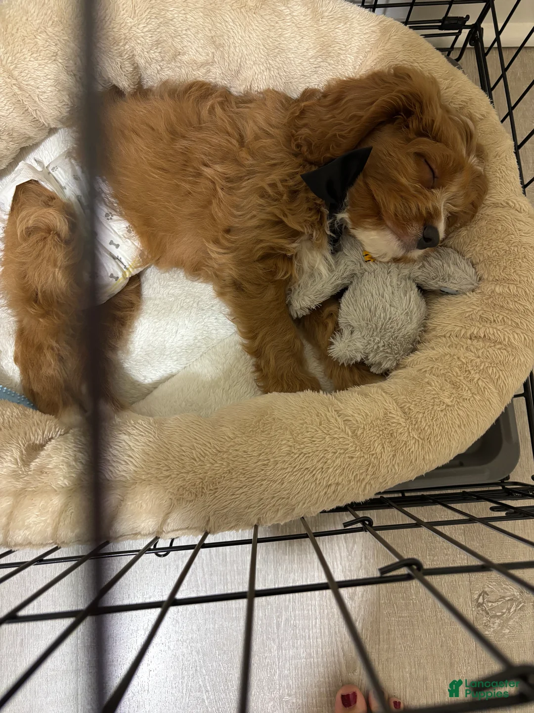 Cavapoo dogs for sale: Cavapoo Puppy 1 - Ad 3