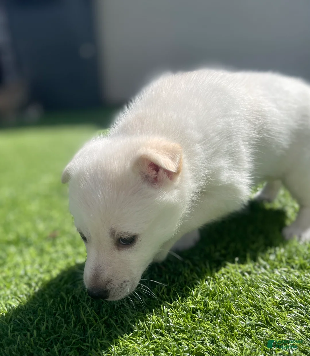 Alaskan Klee Kai dogs for sale: Dora the explorer - Ad 2