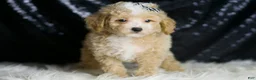 Maltipoo dogs for sale: Eli - Ad 5