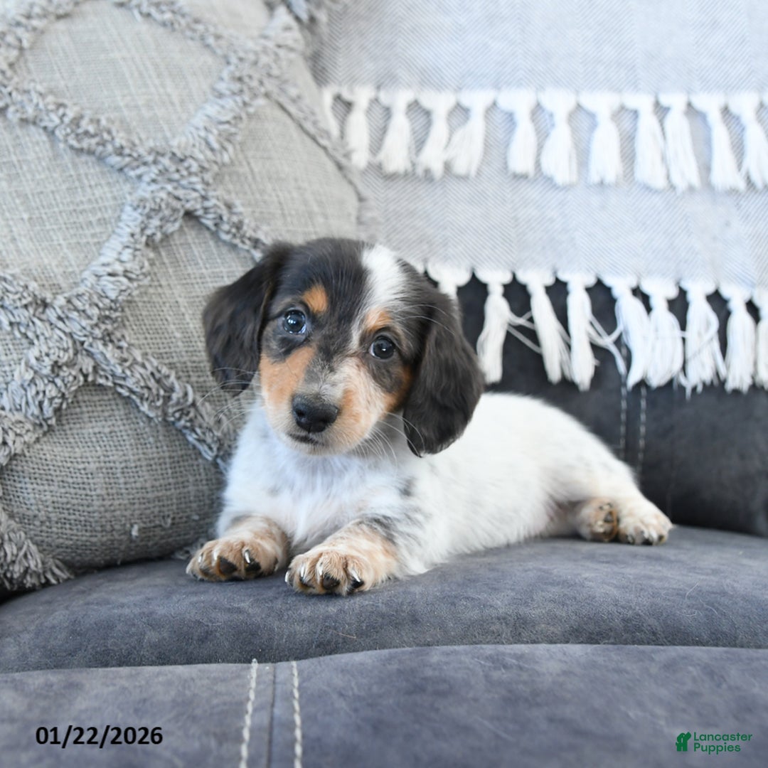 Miniature Dachshund dogs for sale: Lacey - Ad 1