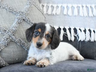 Miniature Dachshund dogs Lacey - Ad 22