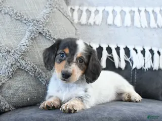 Miniature Dachshund dogs Lacey - Ad 35