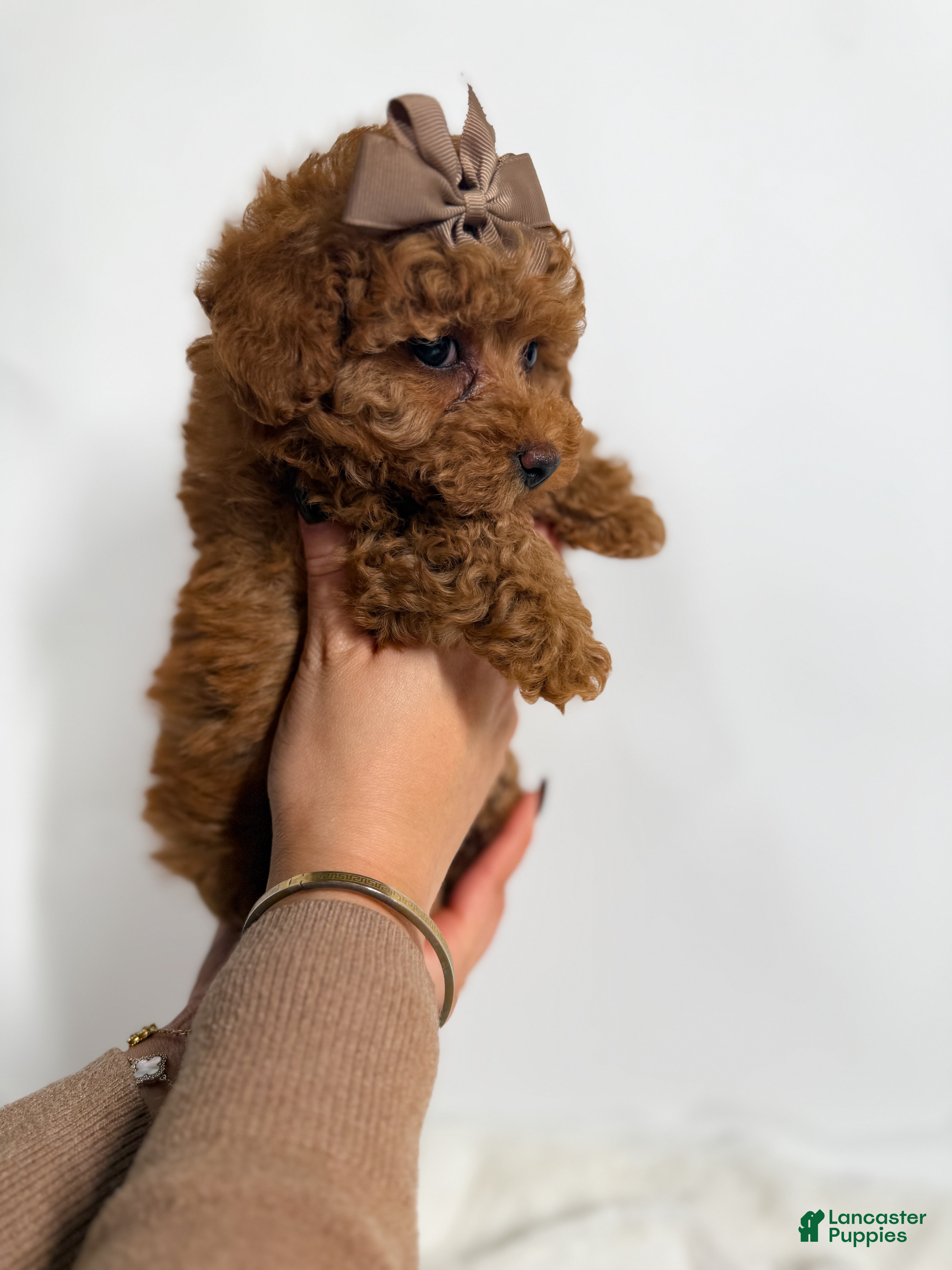Toy Poodle dogs Teacup Cocoa  - Ad 40