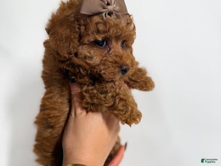Toy Poodle dogs Teacup Cocoa - Ad 40