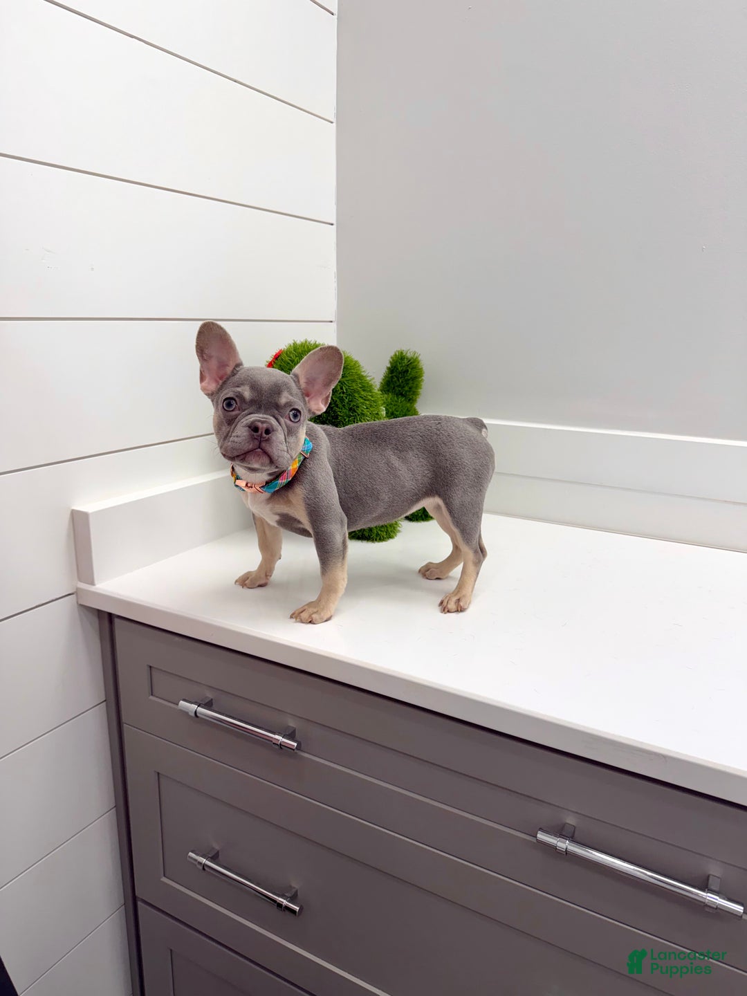 French Bulldog dogs for sale: Charlotte - Ad 4
