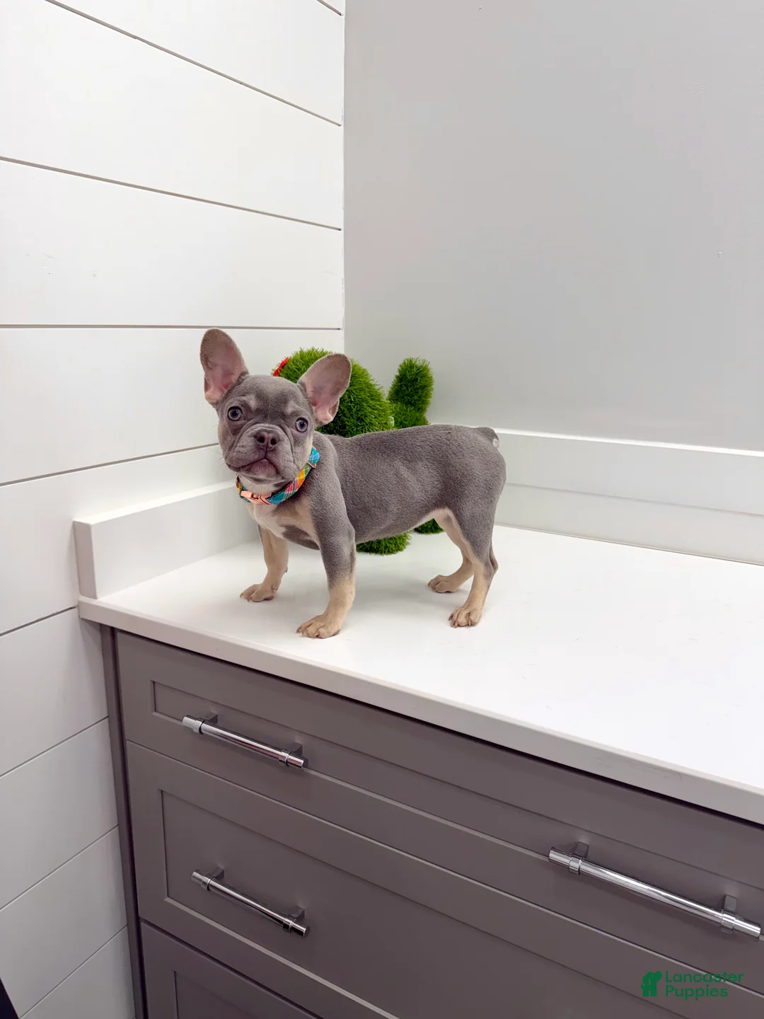 French Bulldog dogs for sale: Charlotte - Ad 4