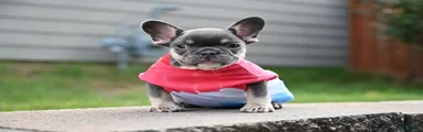 French Bulldog 1