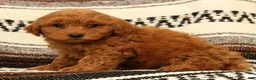 Mini Goldendoodle dogs for sale: Lane - Ad 8