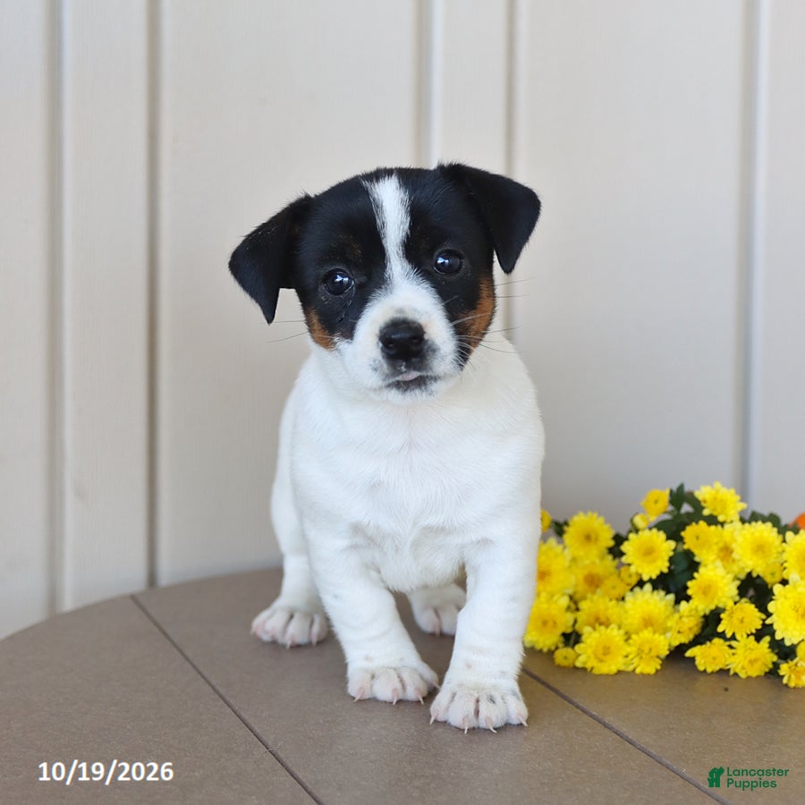 Jack Russell Terrier dogs for sale: Beauty - Ad 1