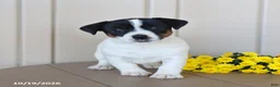 Jack Russell Terrier dogs for sale: Beauty - Ad 1