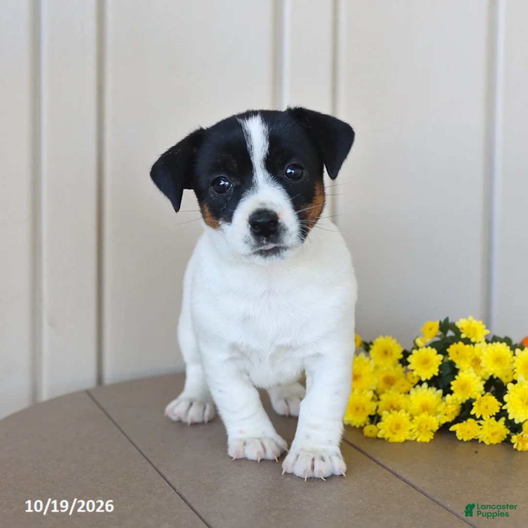 Jack Russell Terrier dogs for sale: Beauty - Ad 1