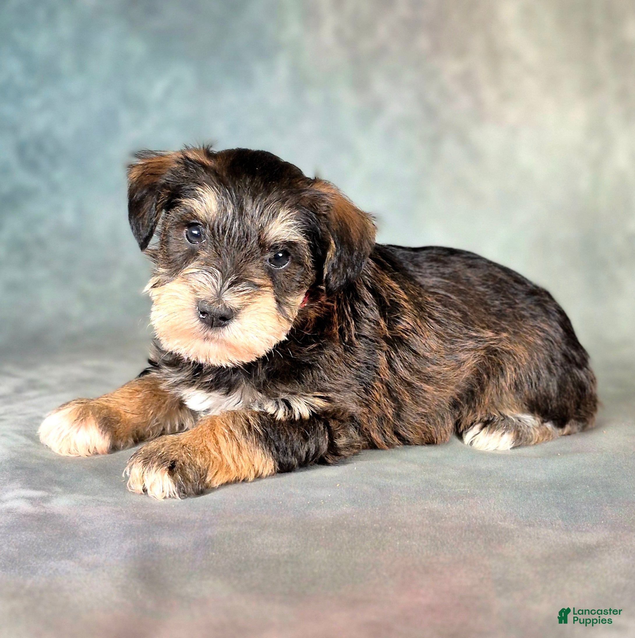 Miniature Schnauzer dogs for sale: Tucker - Ad 2