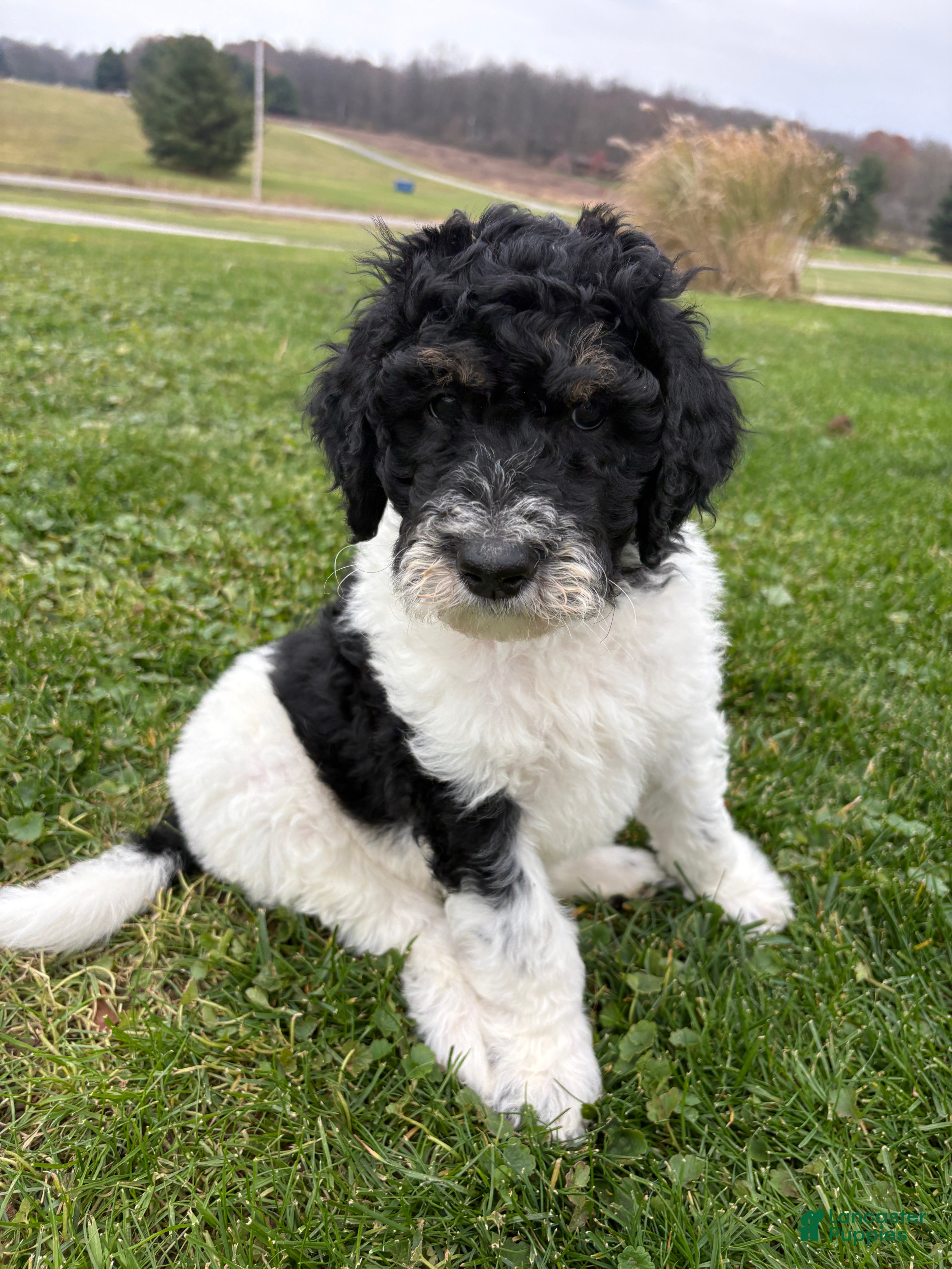 Bernedoodle dogs Red boy - Ad 1
