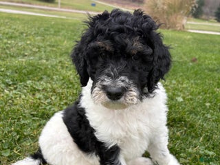 Bernedoodle dogs Red boy - Ad 41