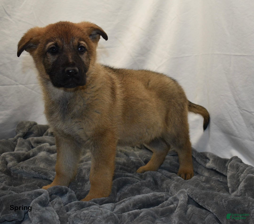 German Shepherd dogs for sale: Spring - Ad 3