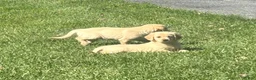 Golden Retriever dogs for sale: Susie - Ad 4