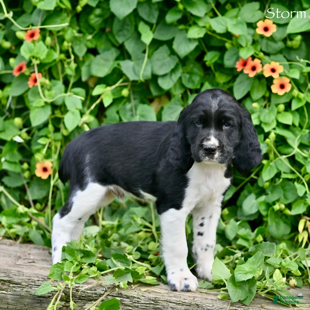 English Springer Spaniel dogs for sale: Storm  - Ad 2