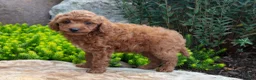 Mini Goldendoodle dogs for sale: Trace - Ad 3