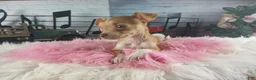 Chihuahua dogs for sale: Teacup female Chihuahua.  Hand Delivery  - Ad 4