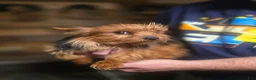 Shorkie dogs for sale: Roman  - Ad 14