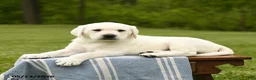 Labrador Retriever dogs for sale: Shelby - Ad 5