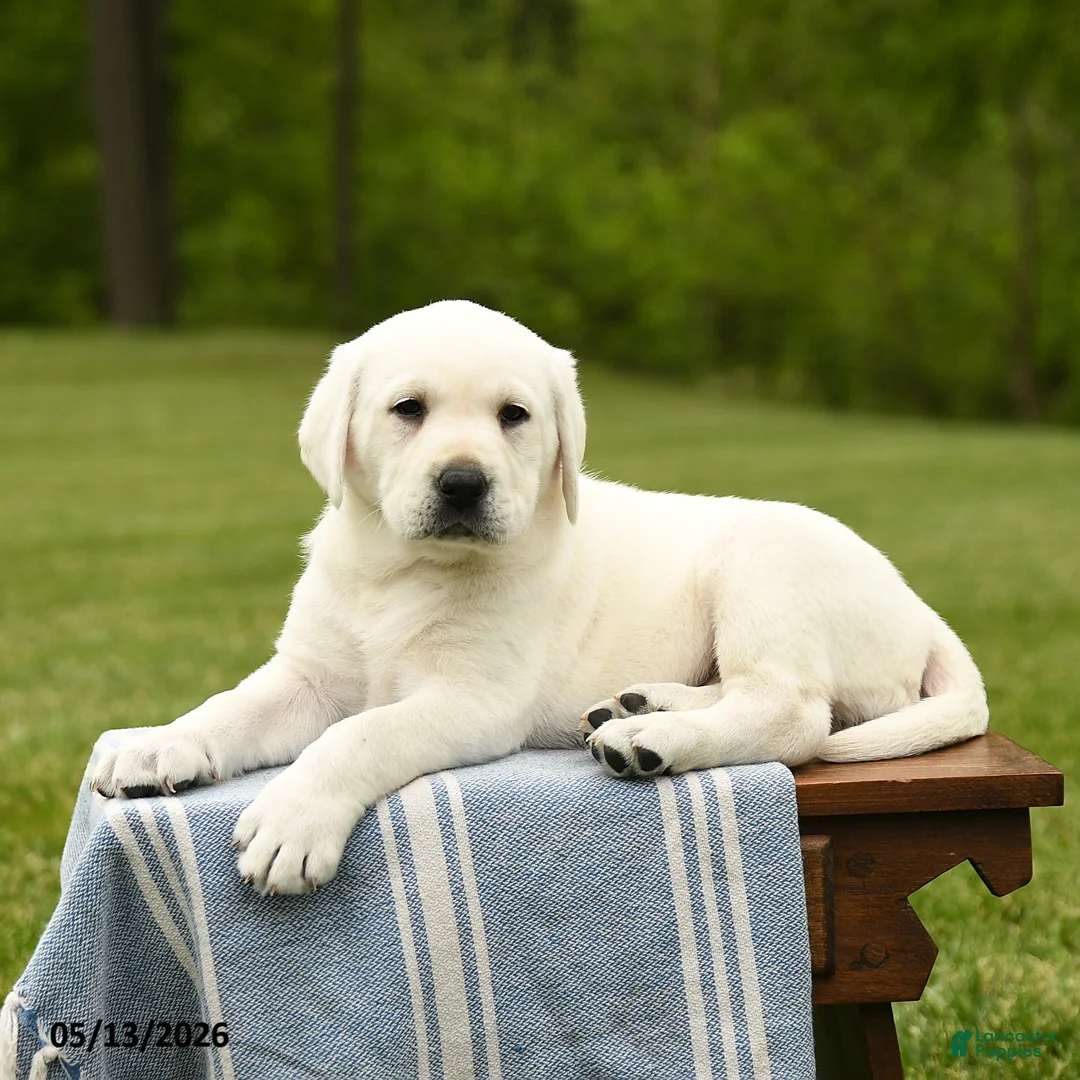 Labrador Retriever dogs for sale: Shelby - Ad 5