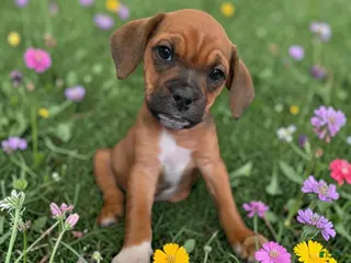 Mixed Breed dogs Brownie - Ad 1