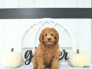 Mini Goldendoodle dogs - Ad 21