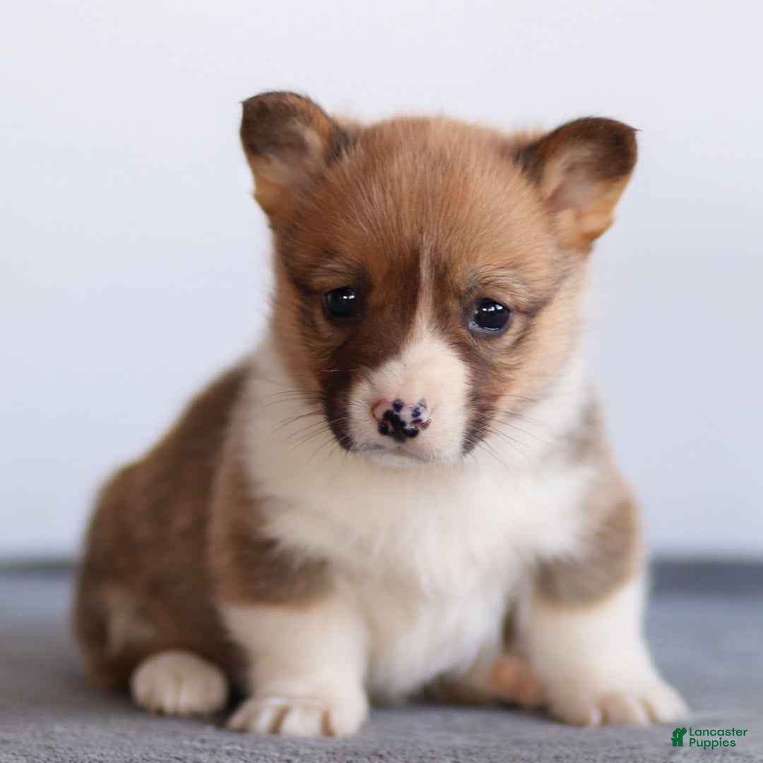 Welsh Corgi Pembroke dogs for sale: Kenny Welsh Corgi Pembroke - Ad 3