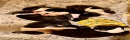 Boston Terrier dogs for sale: Boston Terrier Boy - Ad 3