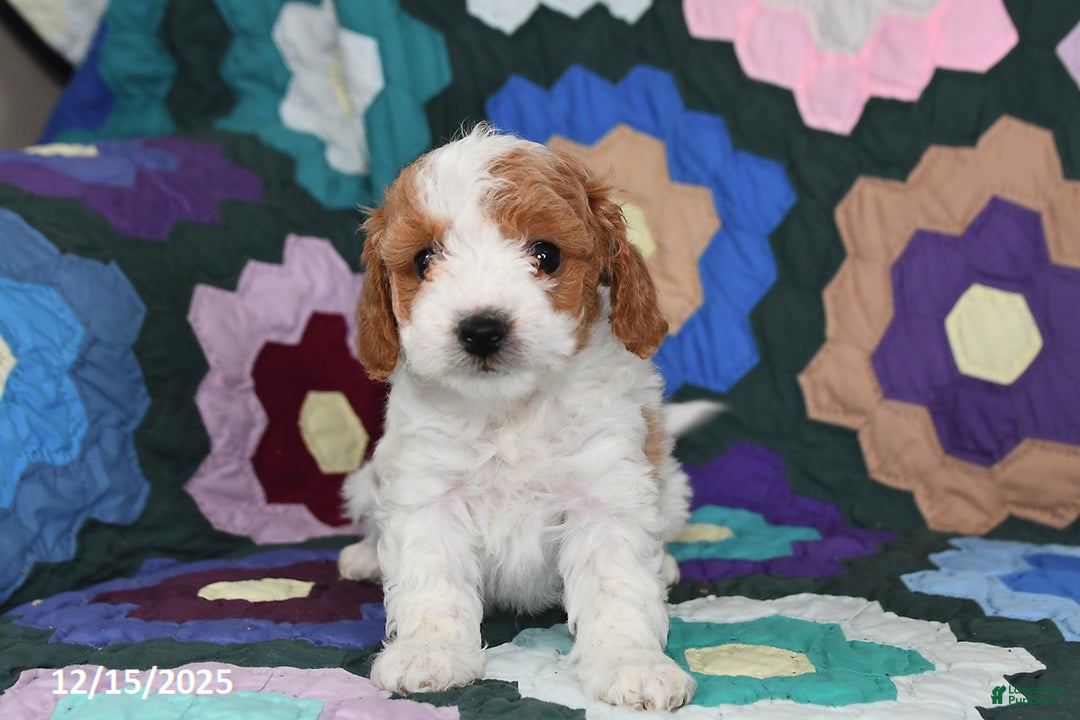 Mixed Breed dogs for sale: Susie - Ad 2