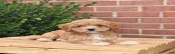 Maltipoo dogs for sale: Nicki - Ad 4