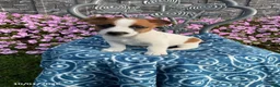 Jack Russell Terrier dogs for sale: Deisel - Ad 1