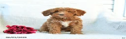 Mini Goldendoodle dogs for sale: Monica - Ad 9