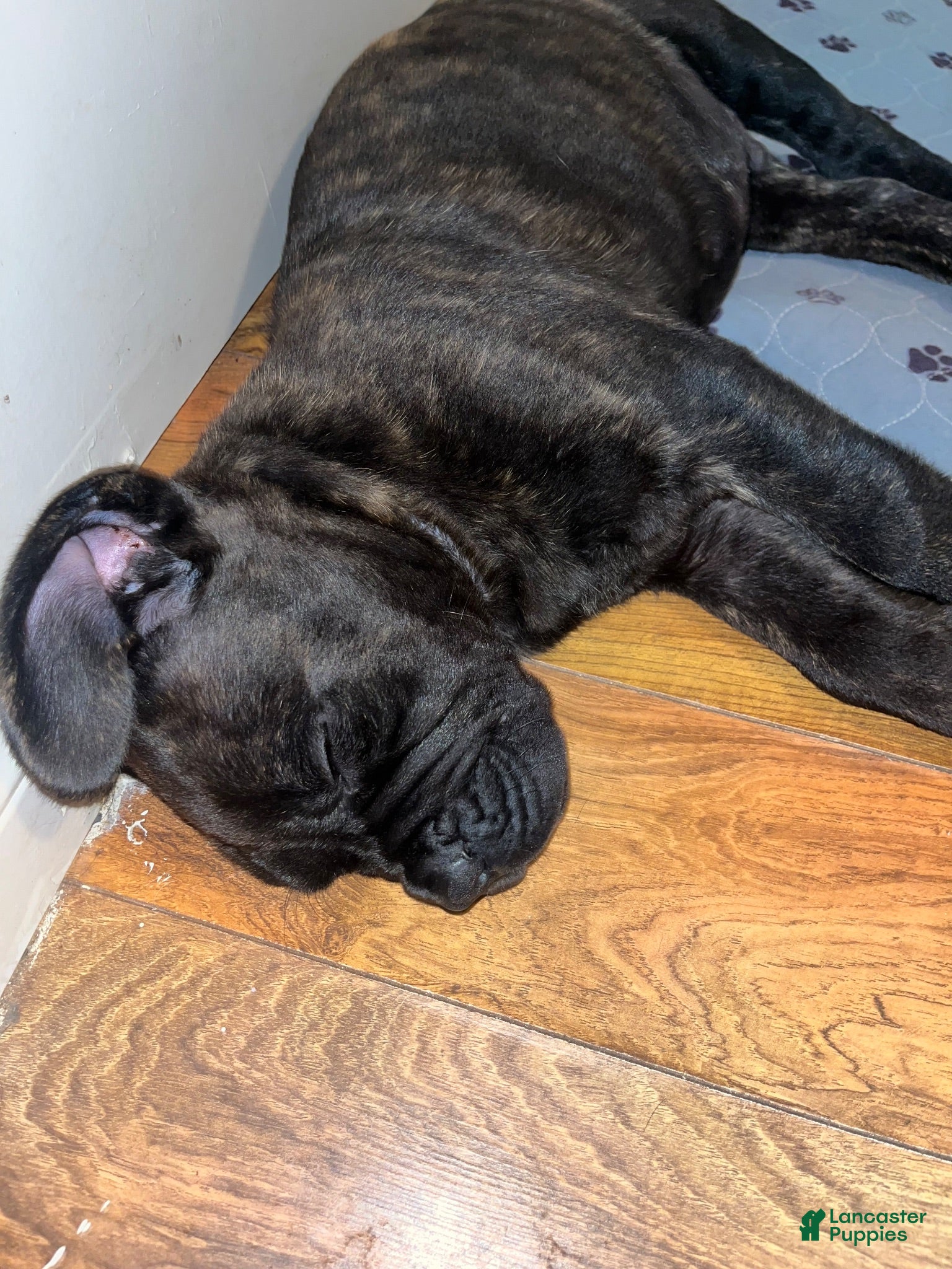 Cane Corso dogs Cane Corso 1 (black brindle) - Ad 19
