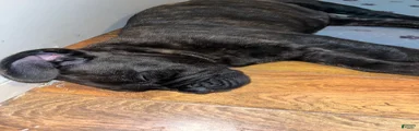 Cane Corso 1 (black brindle)