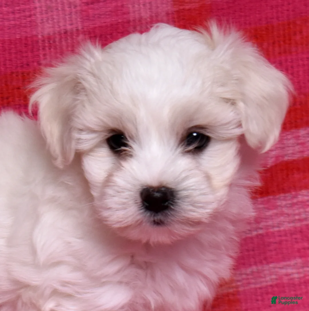 Coton De Tulear dogs for sale: Colby  - Ad 6
