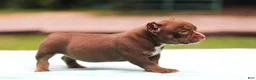 American Bully dogs for sale: Chocolate Trindle Female - Ad 7